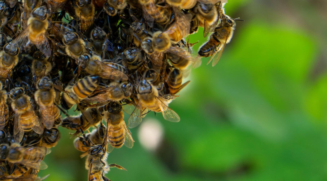 close up bees